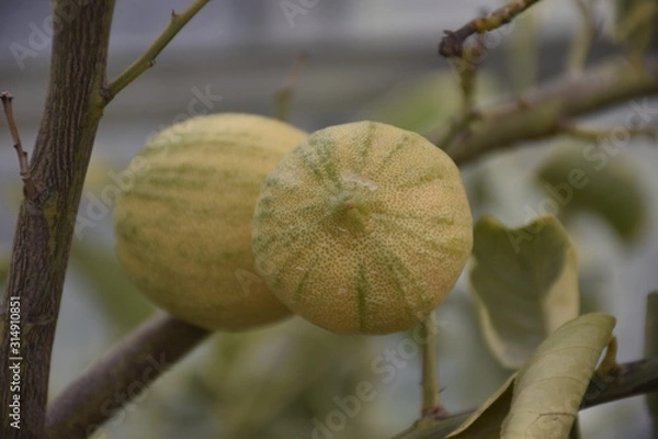 Obraz double sweet lemon on branch