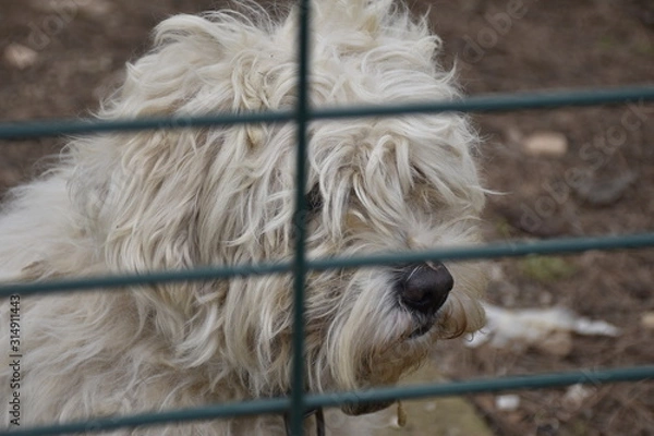 Obraz dog in a cage