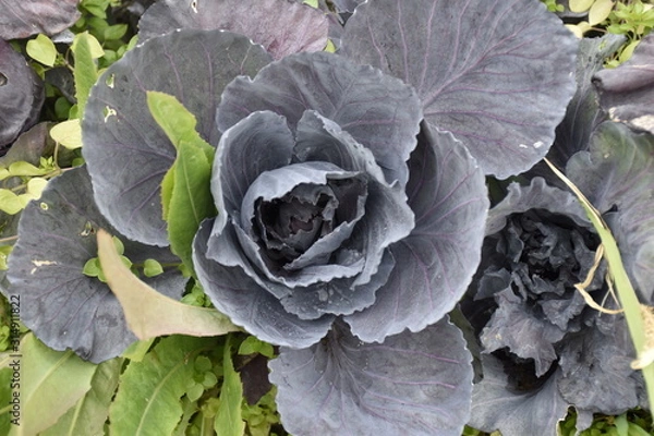 Obraz cabbage in the garden