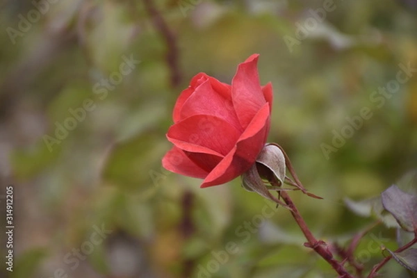 Obraz red rose in the garden