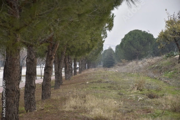 Fototapeta lined pine trees in the park