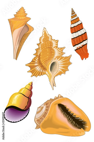 Obraz Conch