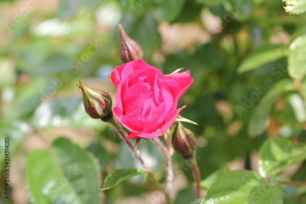 Fototapeta Rosenknospe