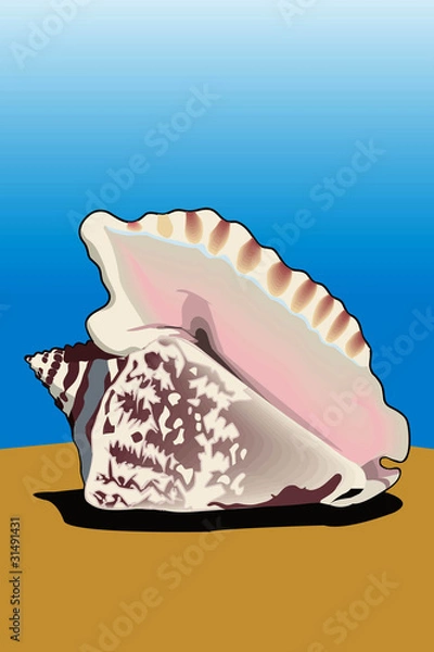 Obraz Conch