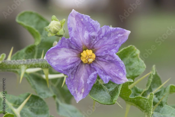 Fototapeta Solanum linnaenum devils apple plant native to South Africa, which acts as an invasive plant in the south of the Iberian Peninsula toxic fruits similar to tomatoes