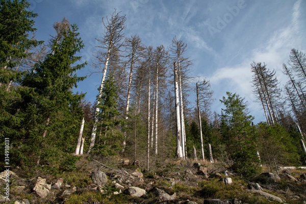 Obraz Harz Forest