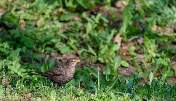 Fototapeta Bird on the grass