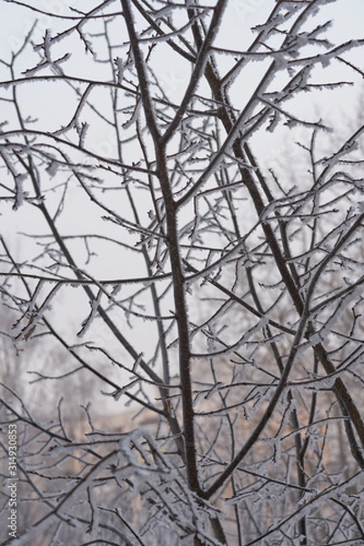 Fototapeta Trees at cold winter day.