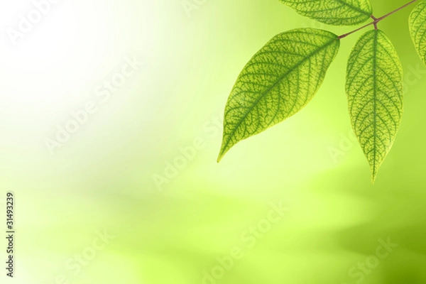 Obraz Green Leaf Nature Bokeh