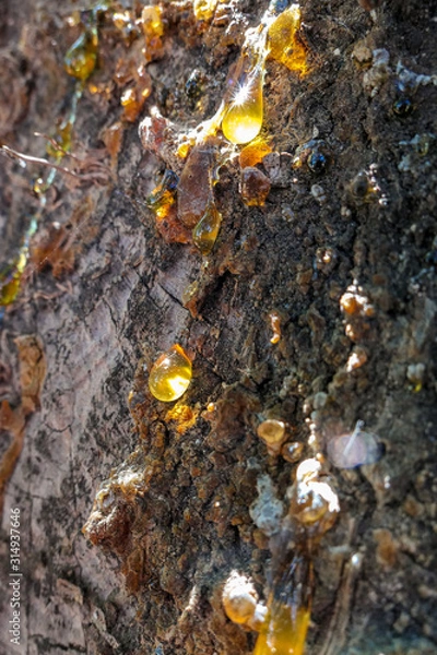 Fototapeta Old tree trunk close up with amber tar drops