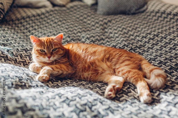 Fototapeta Ginger cat relaxing on couch in living room lying on blanket. Pet enjoying sun at home