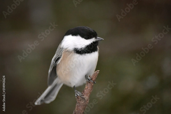 Obraz Mésange à tête noire
