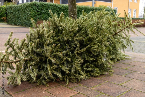 Fototapeta Christmas trees redecorated and thrown on the street waiting to get picked up and thrown in the shredder. End of the christmastree season in the Netherlands