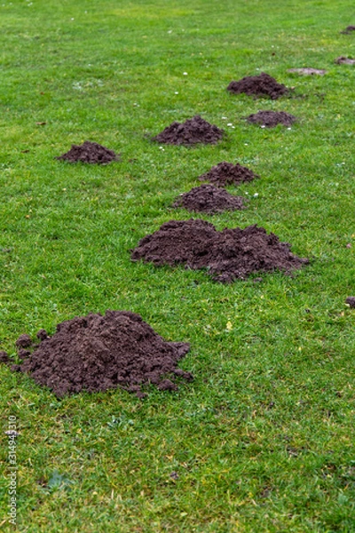 Fototapeta Molehills in the green grass in winter season in the Netherlands