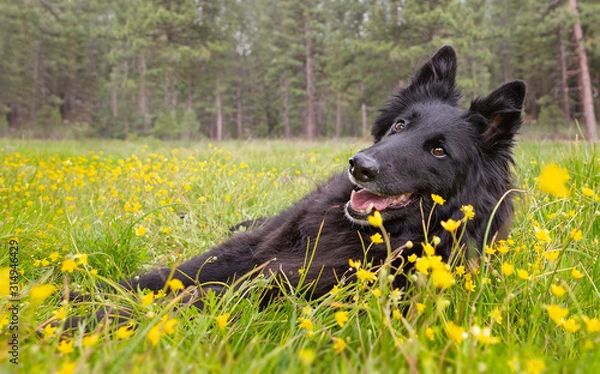 Fototapeta Black Belgian Sheepdog Groenendael in camas lilies and buttercups in the springtime in wildflowers in Sierra Nevada mountains near Truckee