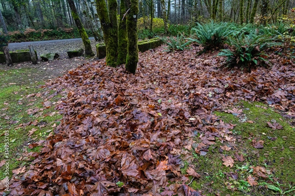 Fototapeta wet pile of autumn leaves piled together with tree trunks