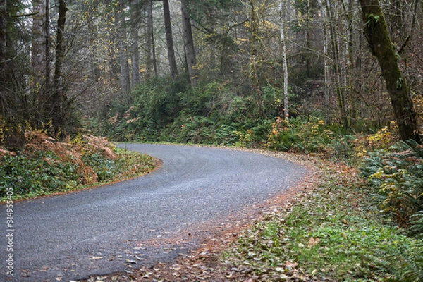 Fototapeta autumn forest with golden ferns and shrubbery along roadway