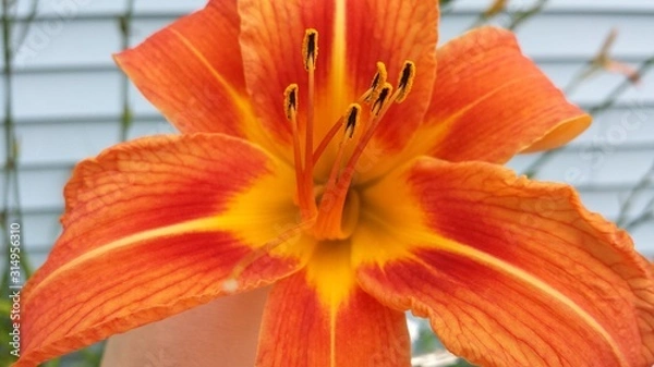 Obraz Lily in orange