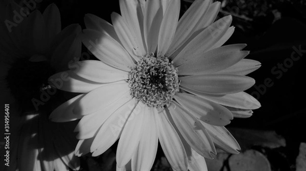 Obraz Gerbera daisy ib black and white