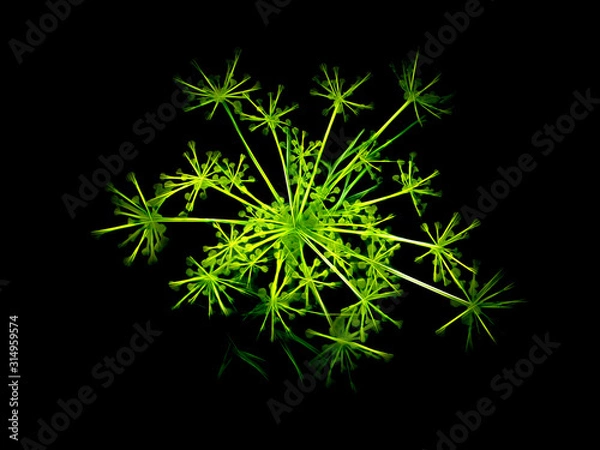 Obraz Neon Green Dill