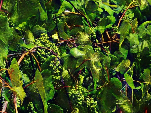 Obraz Grapes Background