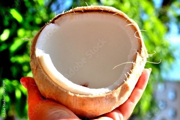 Fototapeta Open coconut with white appetizing pulp in hand on a background of tropical greenery