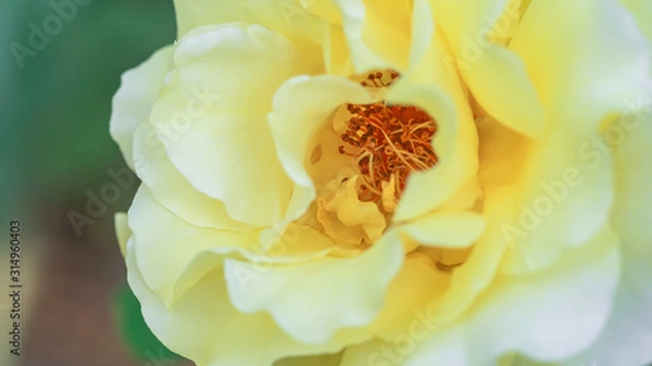 Obraz beautiful yellow rose on bush in garden. close-up flower against background of sunset.