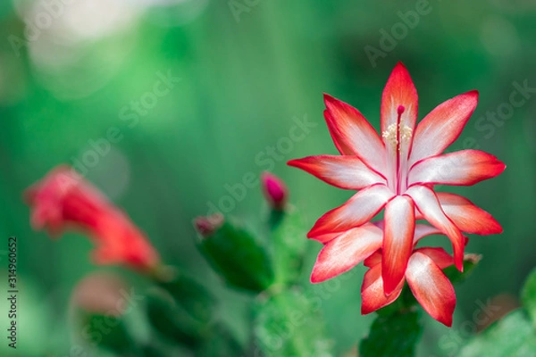 Obraz Closeup Schlumbergera red flowers or Christmas cactus are flowering on succulent plant in tropical garden