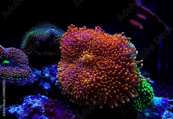 Fototapeta Ricordea Yuma isolated coral on frag plug