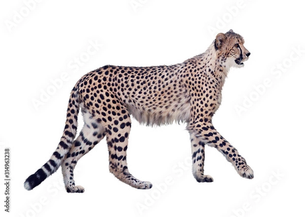 Fototapeta walking cheetah isolated on white