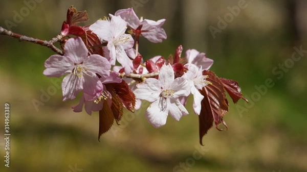 Obraz Pink cherry blossoms in the spring