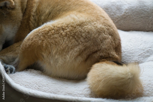 Fototapeta 柴犬のしっぽ