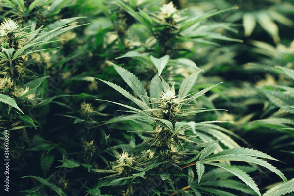 Fototapeta Marijuana cultivation Cannabis