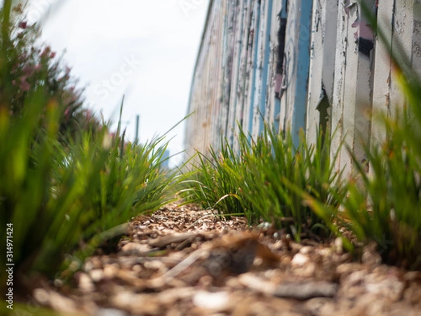 Obraz Macro grass trail