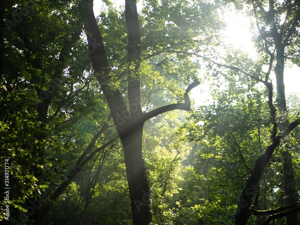 Fototapeta Sun Rays through trees