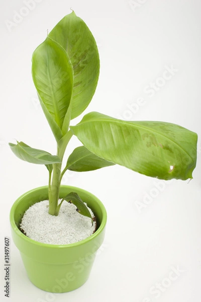 Obraz Bananenpflanze