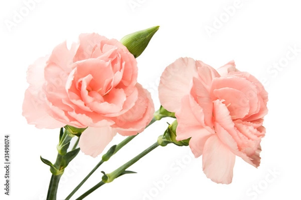 Obraz pink carnation