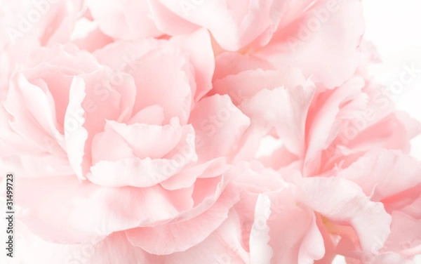 Obraz abstract pink carnations background