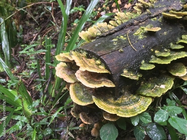 Obraz mushroom in forest
