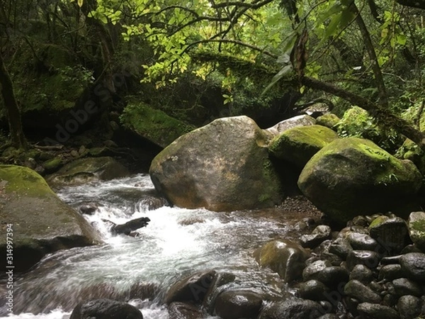 Obraz river in forest