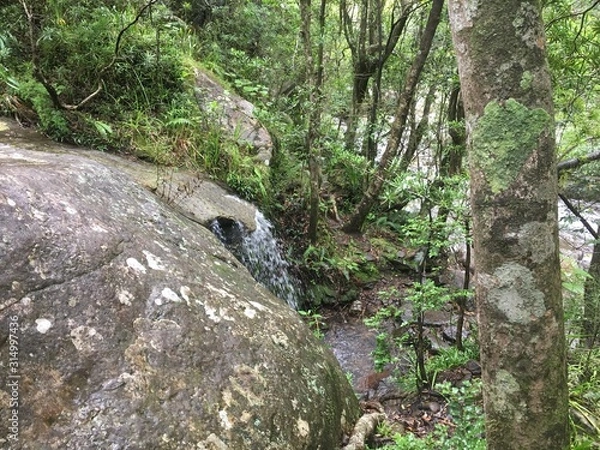 Obraz rocks in forest