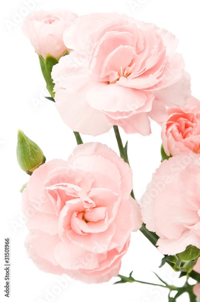 Obraz pink carnations isolated over white