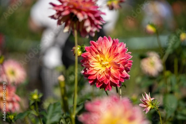 Fototapeta ダリアの写真