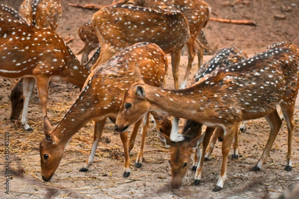 Obraz deer in a park