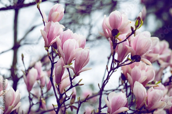 Fototapeta Piękne kwiaty magnolii