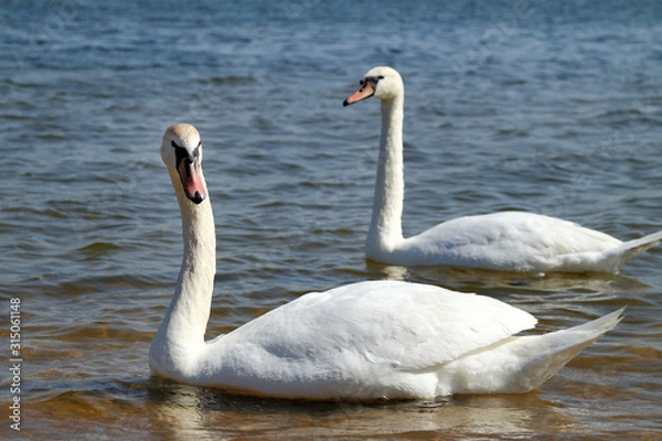Obraz a pair of white swans swims in a pond. sea voyage together