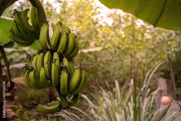 Obraz Banana tree with a bunch of growing bananas