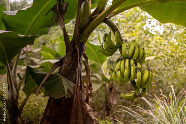 Obraz Banana tree with a bunch of growing bananas