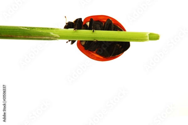 Fototapeta ladybug on grass