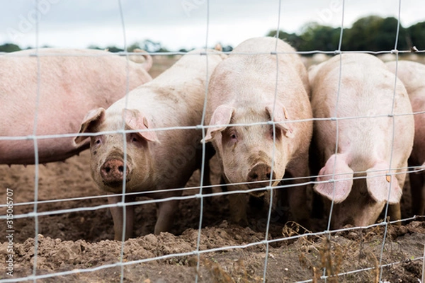 Fototapeta A small group of adult pasture reared Suffolk pigs